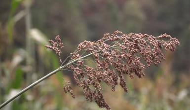 古法釀造甜桿兒酒