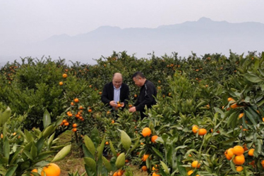 一張“榮譽(yù)村民”證書背后的故事
