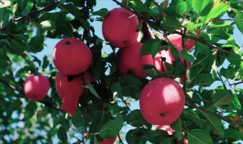 西頭村的幸福路