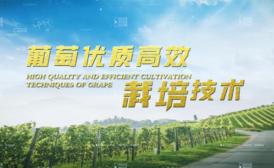 葡萄優(yōu)質(zhì)高效栽培技術(shù)