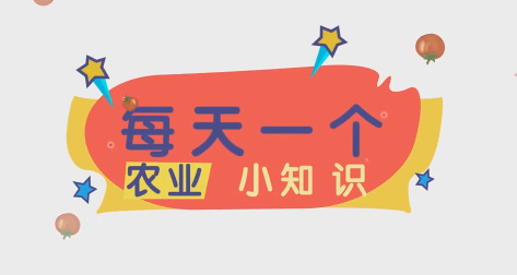 華州西紅柿種植篇8