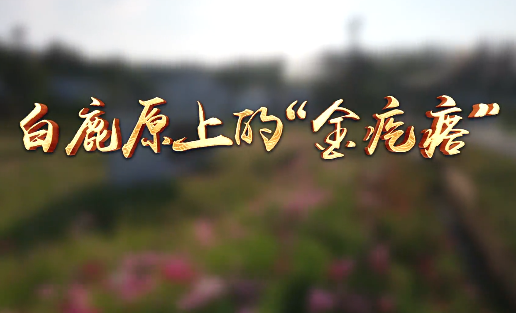 白鹿原上的“金疙瘩”10