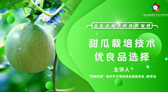 甜瓜栽培技術(shù)優(yōu)良品種選擇